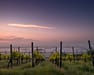 Vinrankor i solnedgång - bli vinimportör